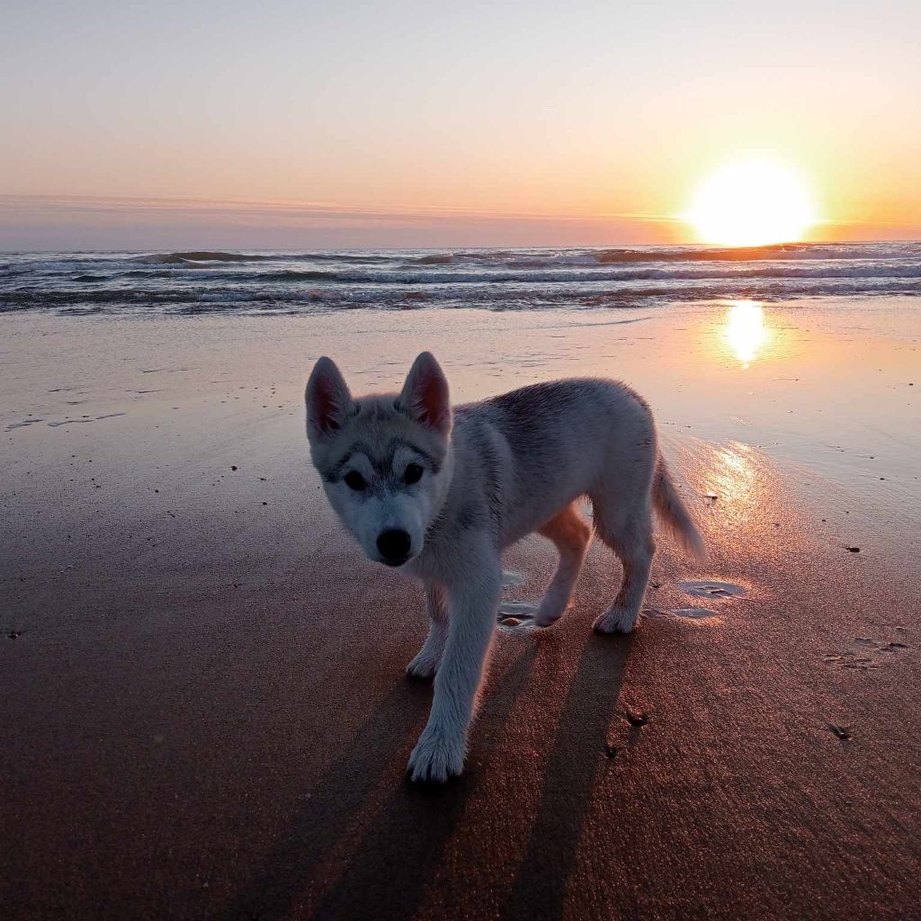 Du Rêve Des Fins Bois - Chiot disponible  - Siberian Husky